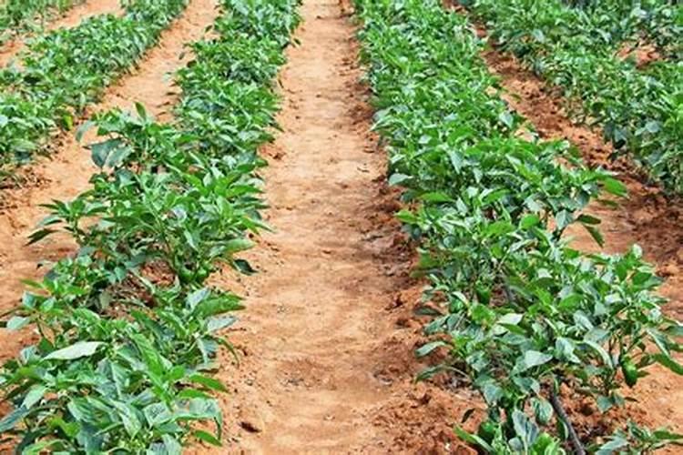 钾肥浓度高对果的危害