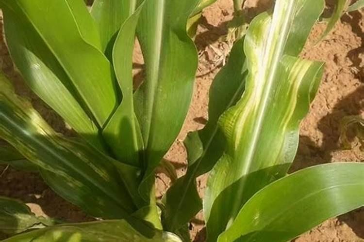 莲子能用矿源黄腐酸钾施肥吗