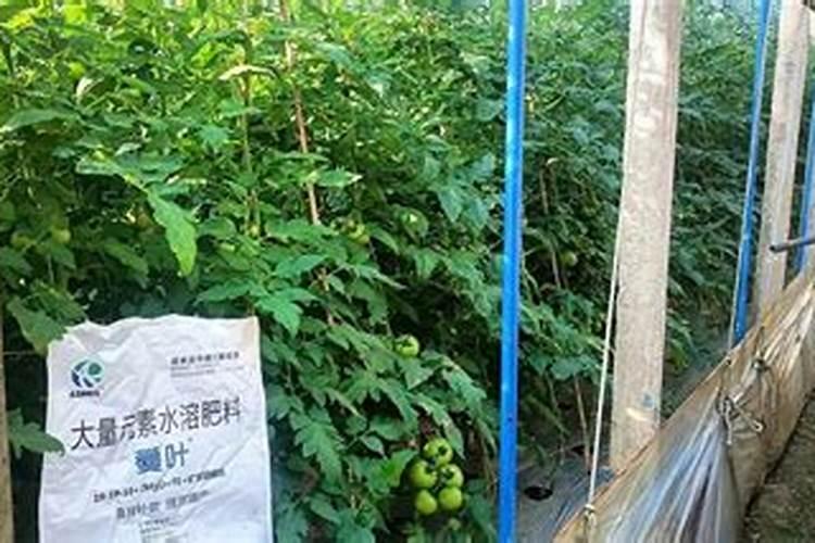 有机肥和复合肥的区别