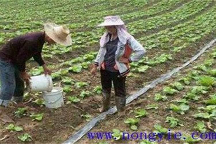 养兰花使什么样的肥