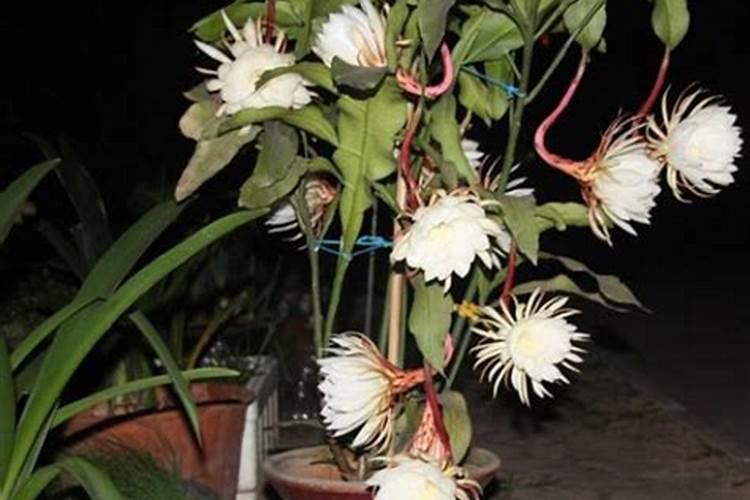 施什么肥或喷什么药使广东香水拧檬催花