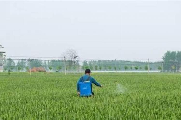 玉米枯萎病发病原因,附症状及防治方法