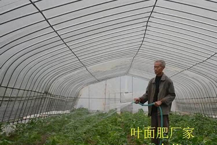 叶面肥喷过后下雨有影响吗？