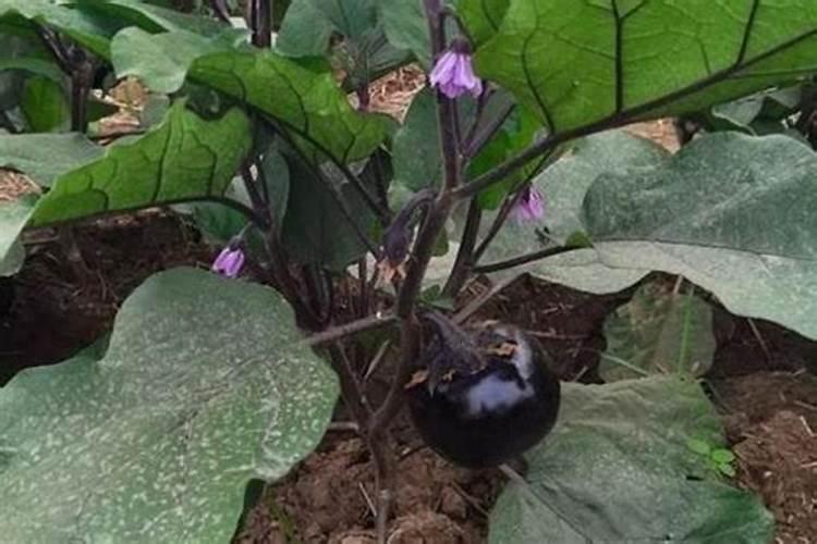 鱼蛋白对植物的作用
