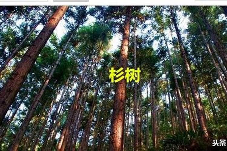 杉树什么月份施肥最合适