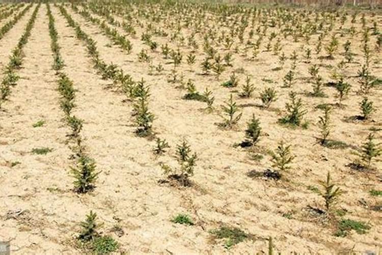 氮肥适合什么农作物 氮肥属于哪种肥料