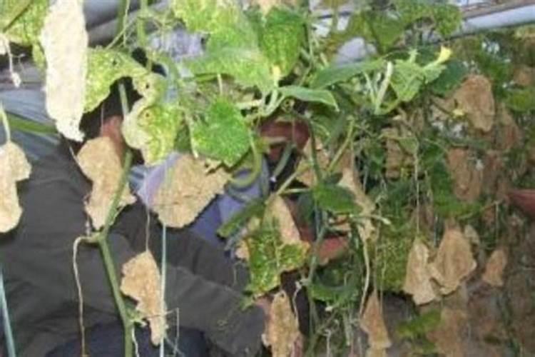 露娜森杀菌剂能与叶面肥混用吗