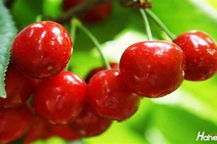 含硼的农家肥料有哪些