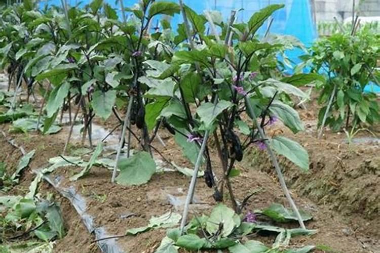 下雨天辣椒和茄子容易得什么病,怎么预防