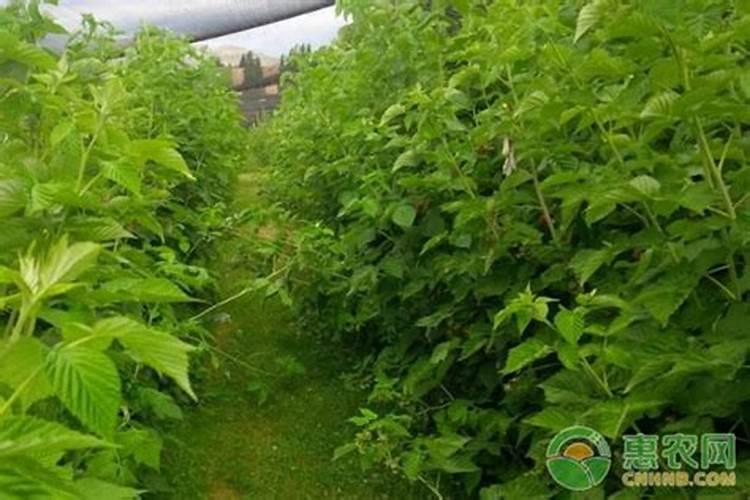 鸡粪怎样加工肥料？需要什么设备？那里有这种设备？总共需投资多少钱？谢谢...