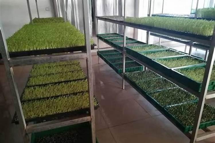 500亩苜蓿一年利润