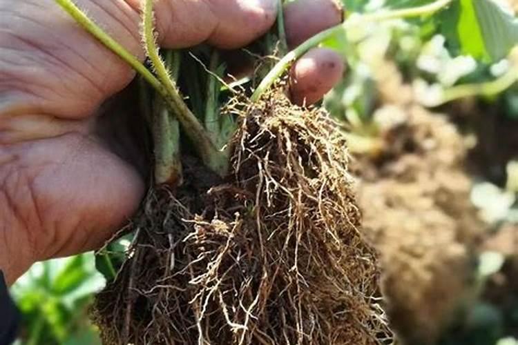 红富士苹果九月20号还能滴灌膨果肥吗