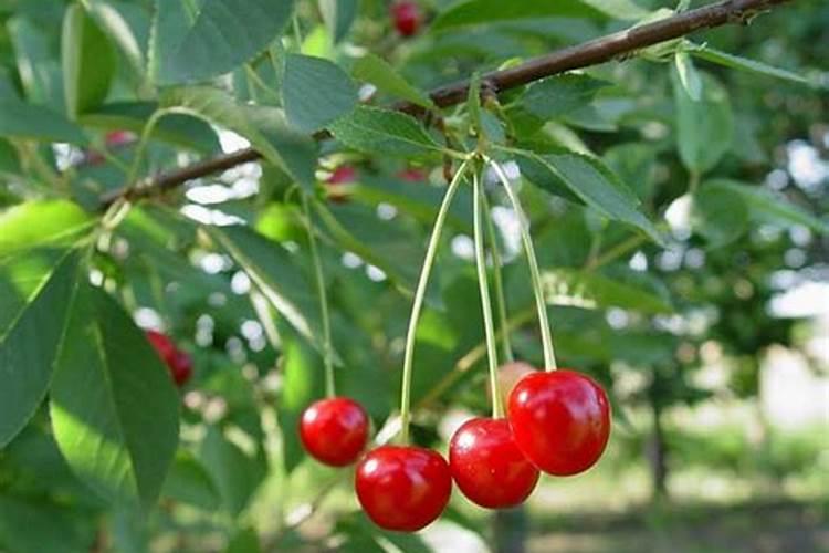 月季花可以用磷酸二氢钾肥吗(月季适合施什么肥料长得好)