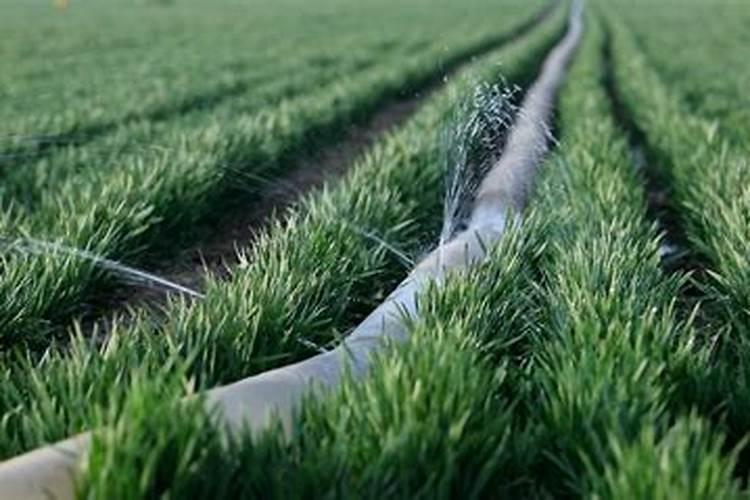 氮肥可以兑水浇花吗