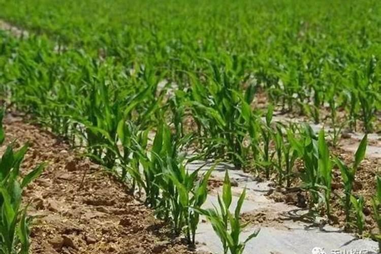 小麦打几遍芸苔素