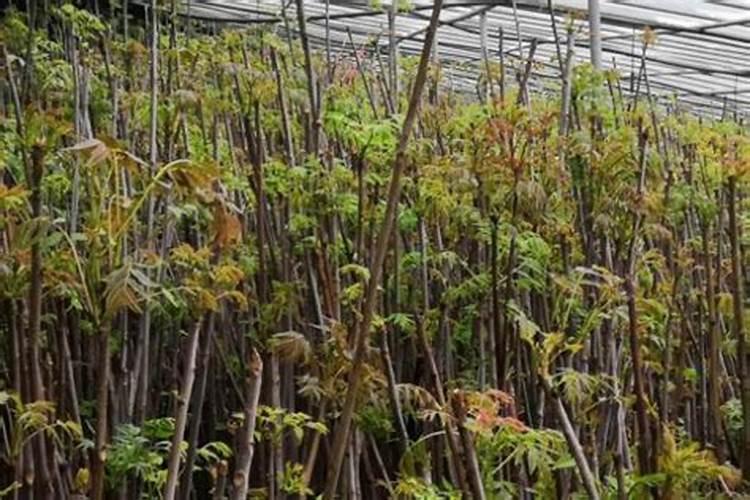 香椿需要什么肥料