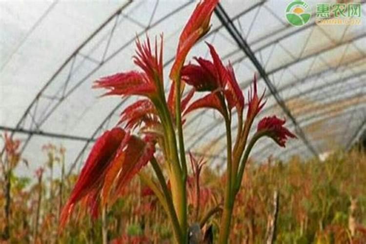 如何进行香椿的矮化密植栽培？