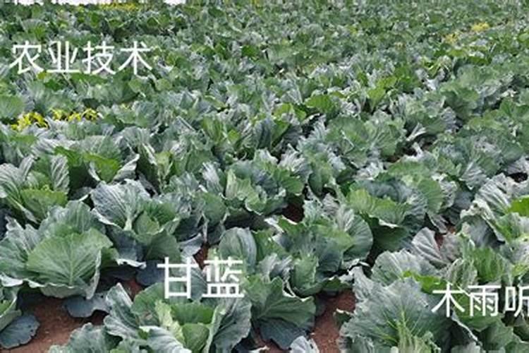 种甘蓝施什么肥