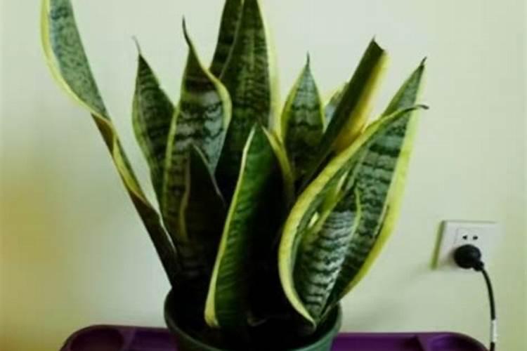 磷肥用于哪些花