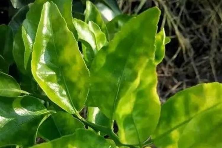 渭南市变宝餐厨垃圾环保科技有限公司怎么样？