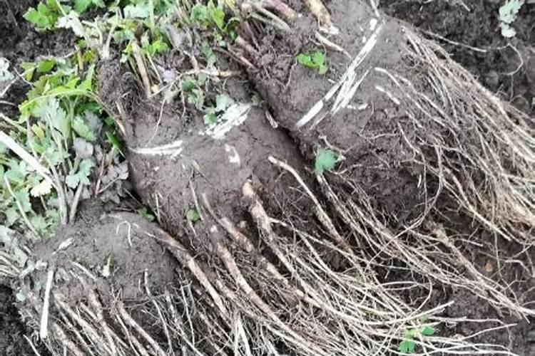 苹果树套袋后施什么化肥好