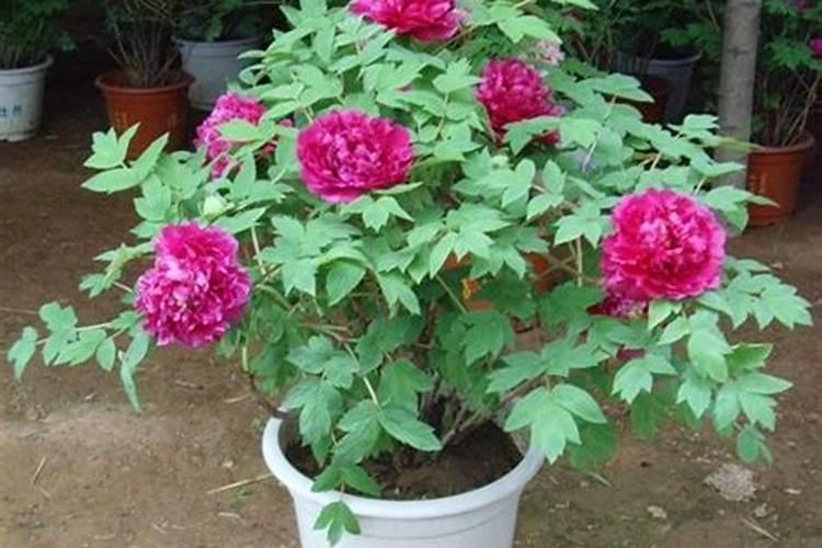 牡丹花怎么度夏