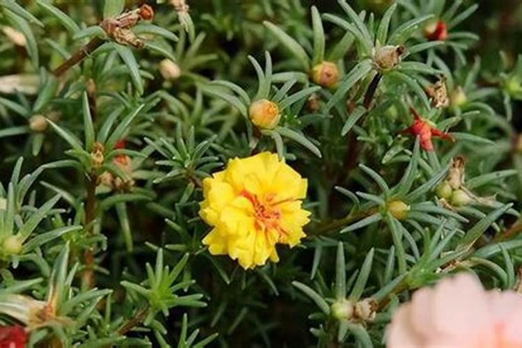 非洲菊怎么施肥？非洲菊施什么肥