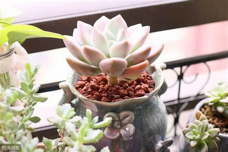 种植芋头需要用什么肥料最好(栽培芋头施什么肥产量高)