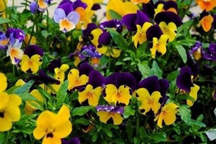 三色堇施肥方法及注意事项