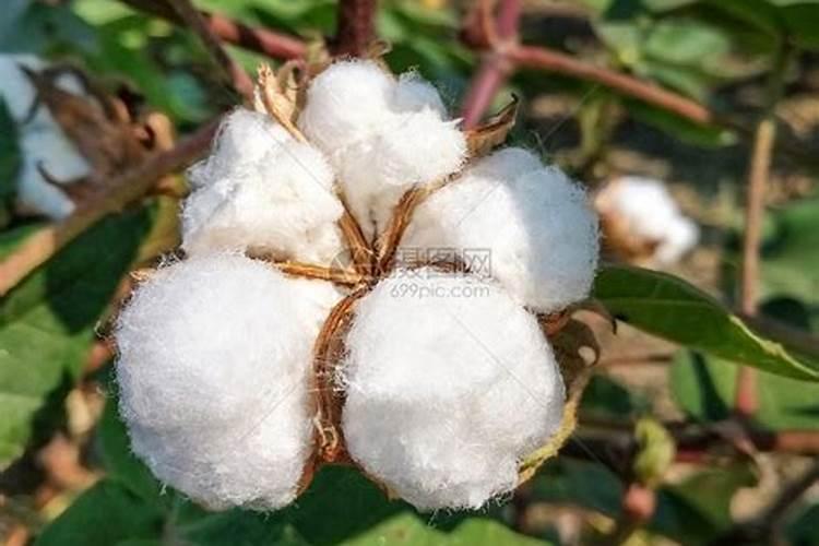 棉花地一袋过磷酸钙一袋有机肥？
