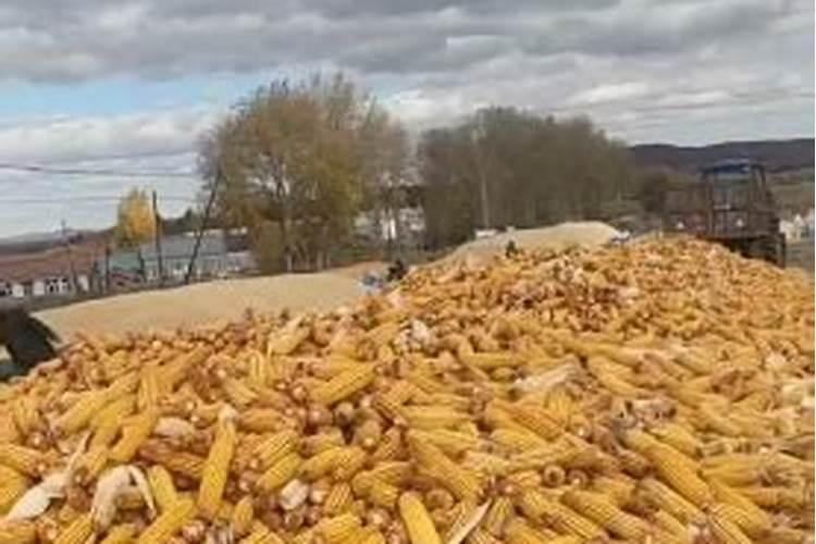 西红柿花期能喷施叶面肥吗