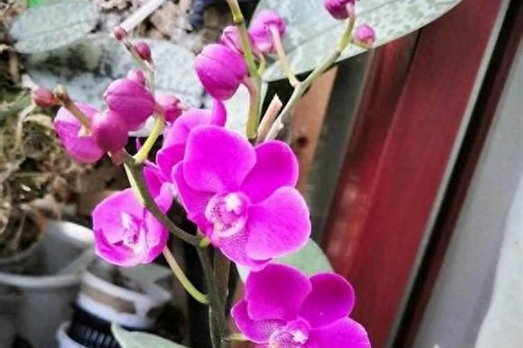 菜叶怎么做肥料