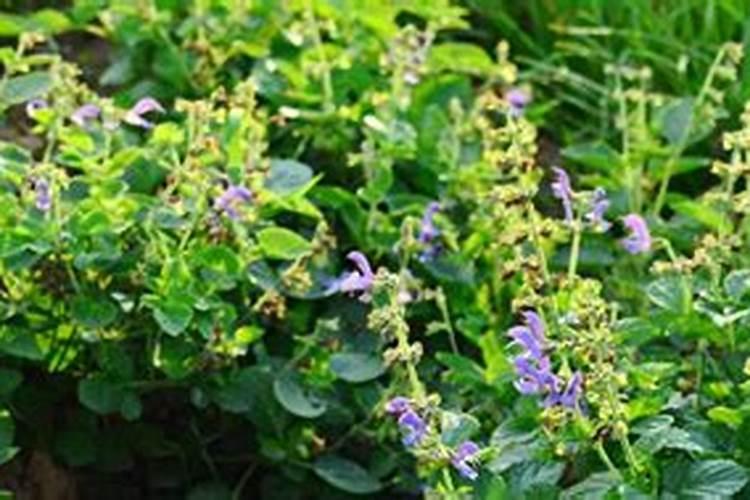 丹参花期是什么时候