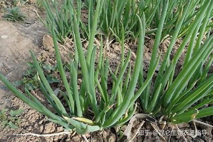 蒜苗用什么肥料好