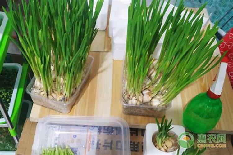 种大蒜用什么肥料好