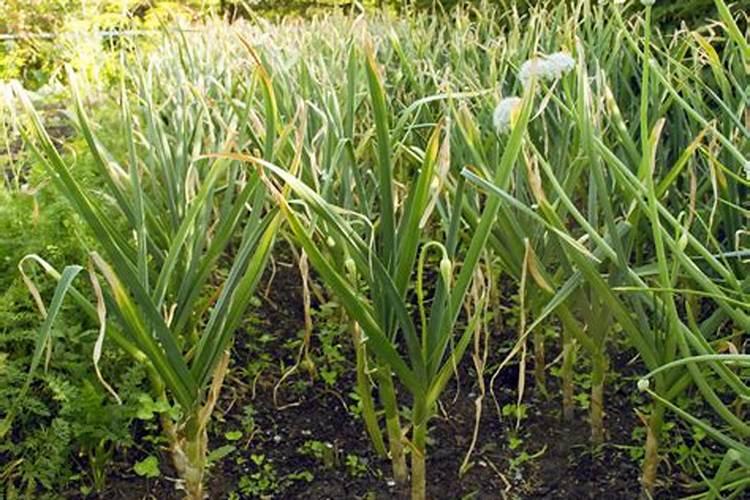 蒜苗秧粗用什么肥