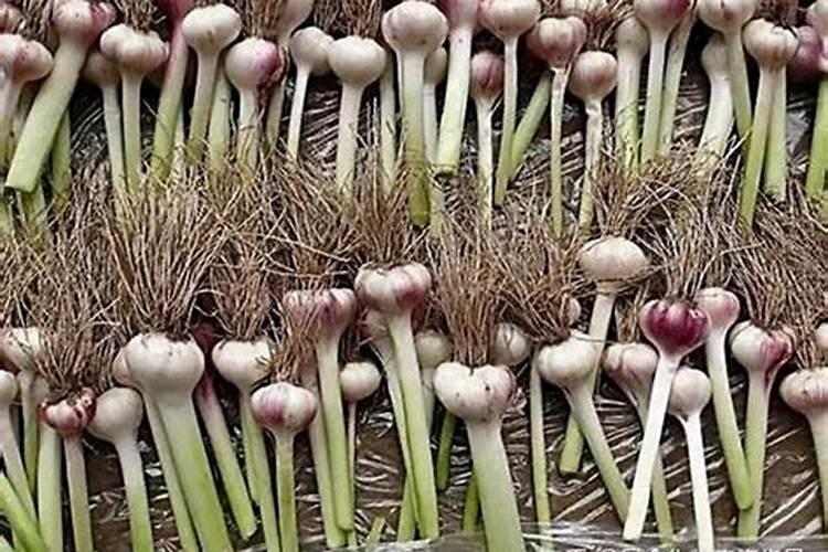 蒜苗怎么种植才会长的好