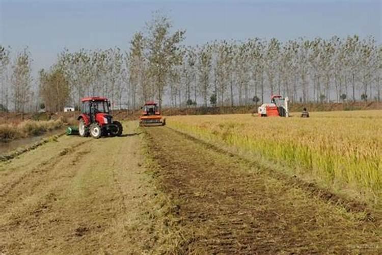 玉米打完控旺药几天见效