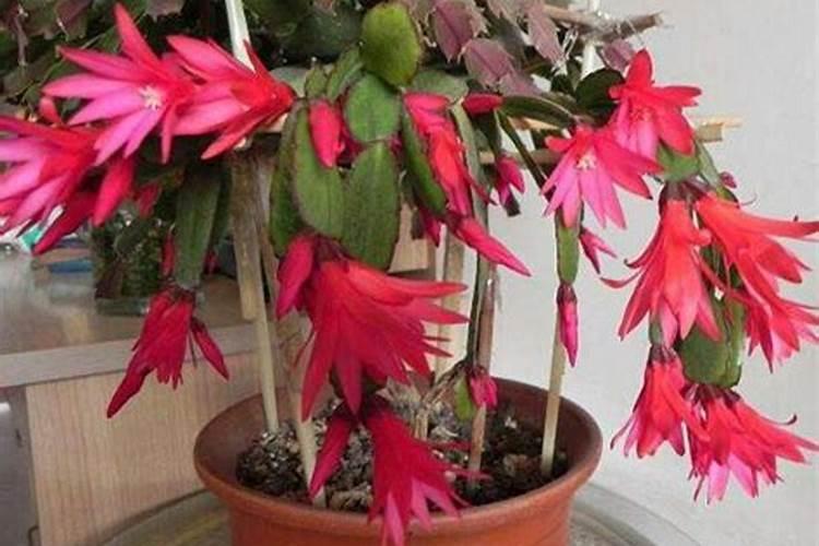 哪里可买到顺到采叶面肥