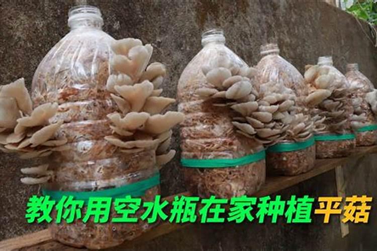 平菇菌种怎么培养,怎么种植平菇？