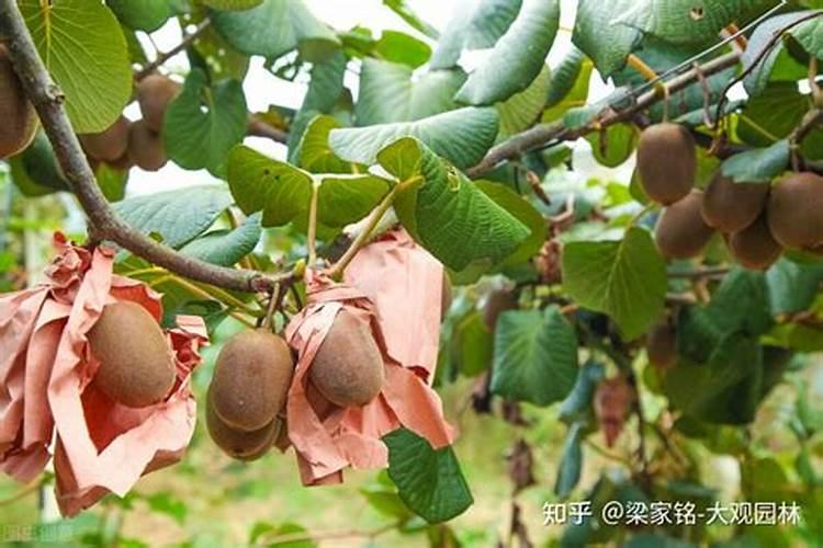 大蒜中后期水肥管理