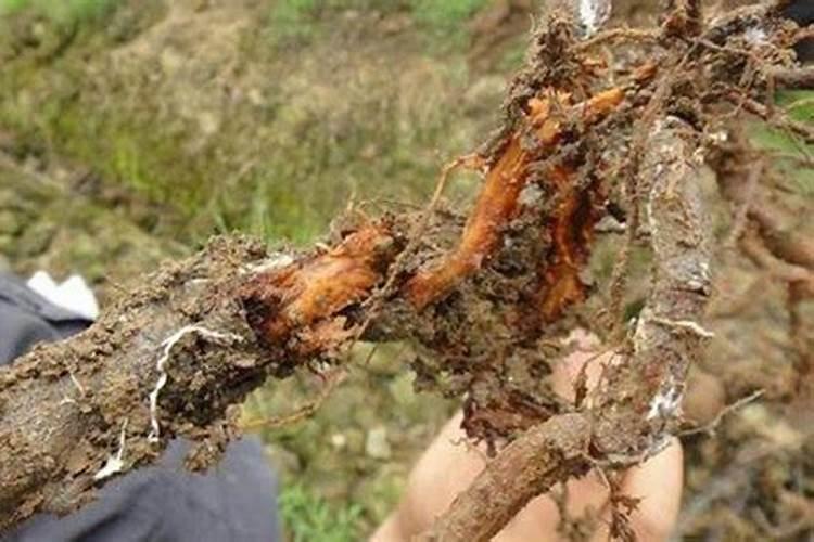 下列氮肥与碱性物质混合