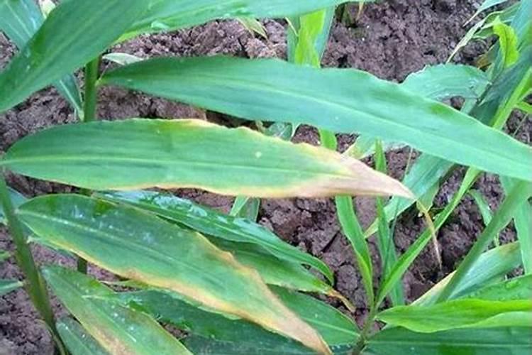 大姜需在什么时期施硼丶锌肥