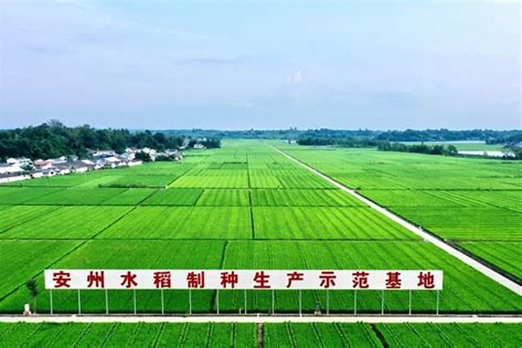 矮化红富士配什么授粉树最好