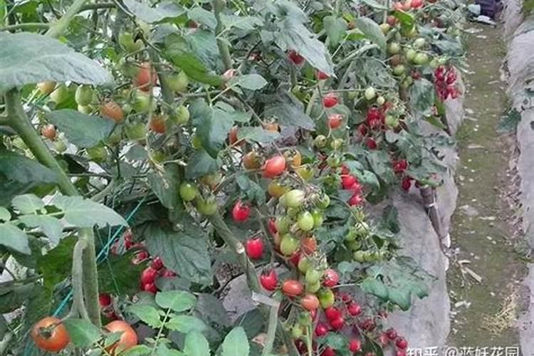 盆栽小番茄多久施肥 盆栽小番茄的肥料使用频率