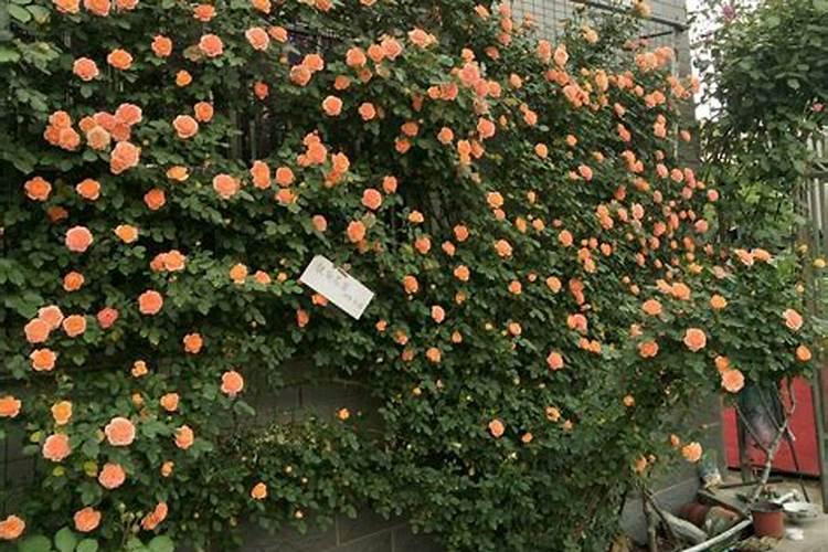 郁金香如何施肥？