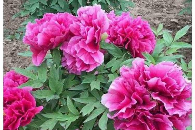 牡丹花施肥时间和方法