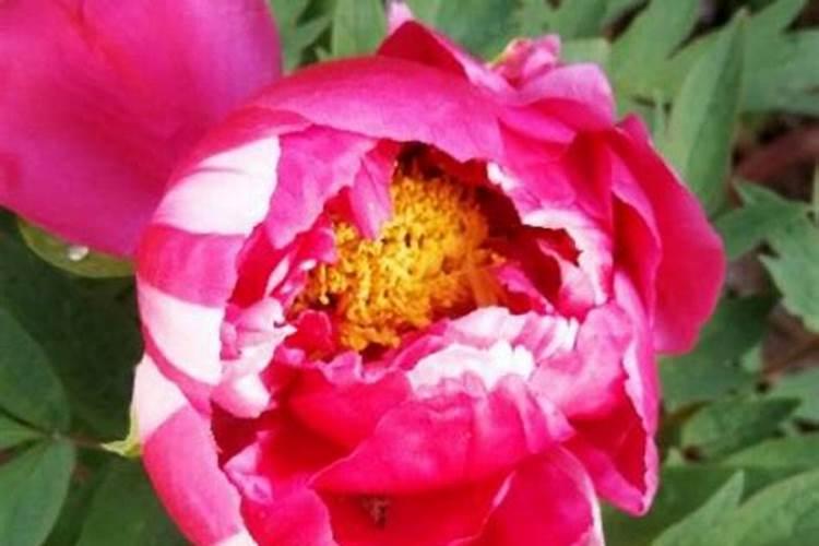 绿萝喜欢什么肥？