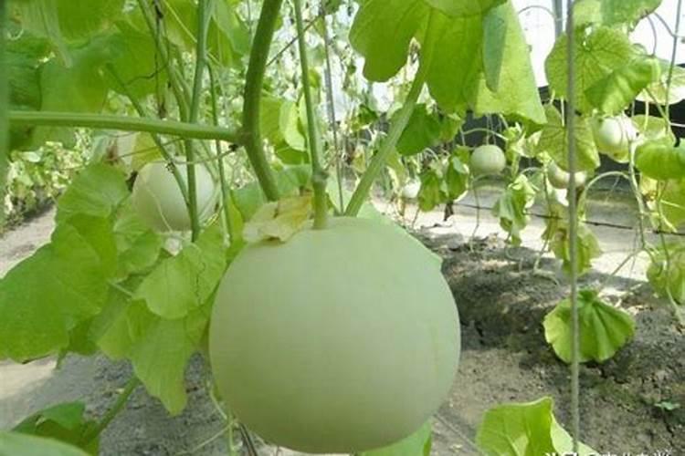 种白瓜用什么土比较好