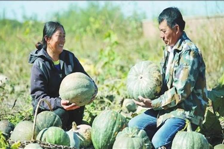 西葫芦需肥规律,西葫芦施肥技术,施肥方法